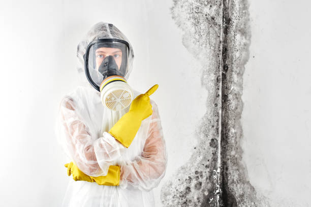 Best Mold Remediation for Healthcare Facilities in Ivyland, PA