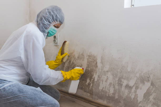 Best Attic Mold Removal in Ivyland, PA